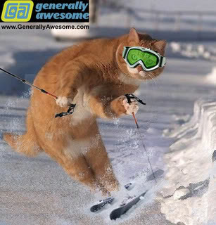 kitty skiing
