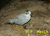 Larus minutus