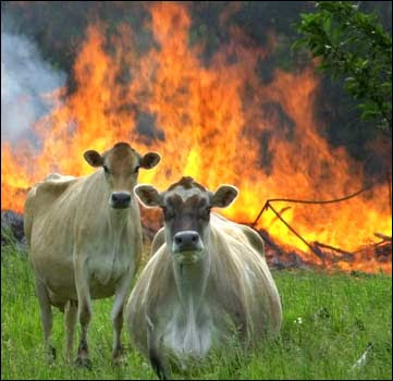 funny cows. 25 People Playing With Fire