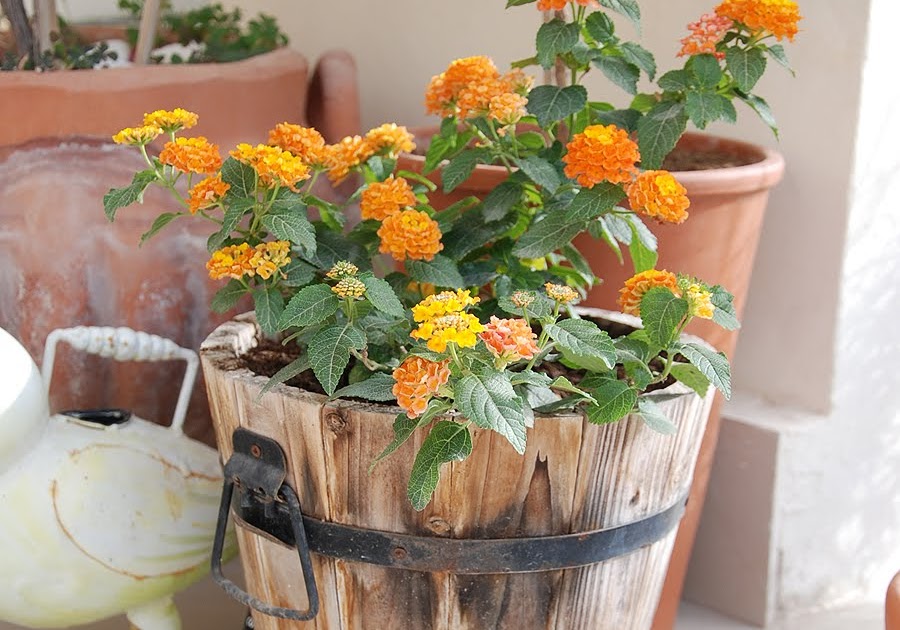 The Flowers Market Potted Lantana