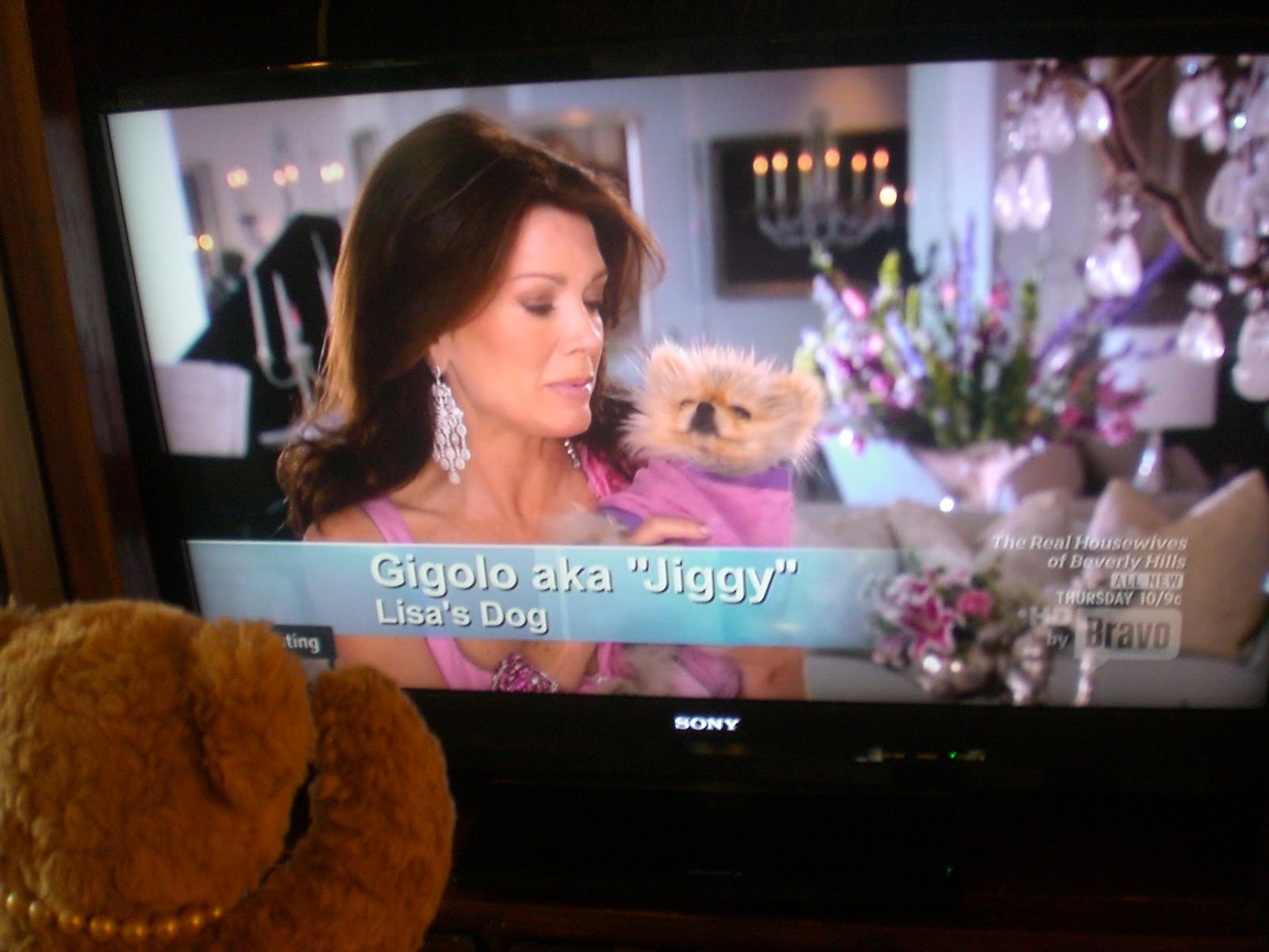 Jiggy The Pomeranian