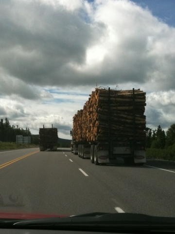 newfoundland logging