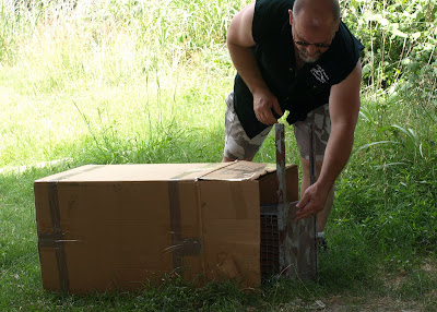 homemade coon traps