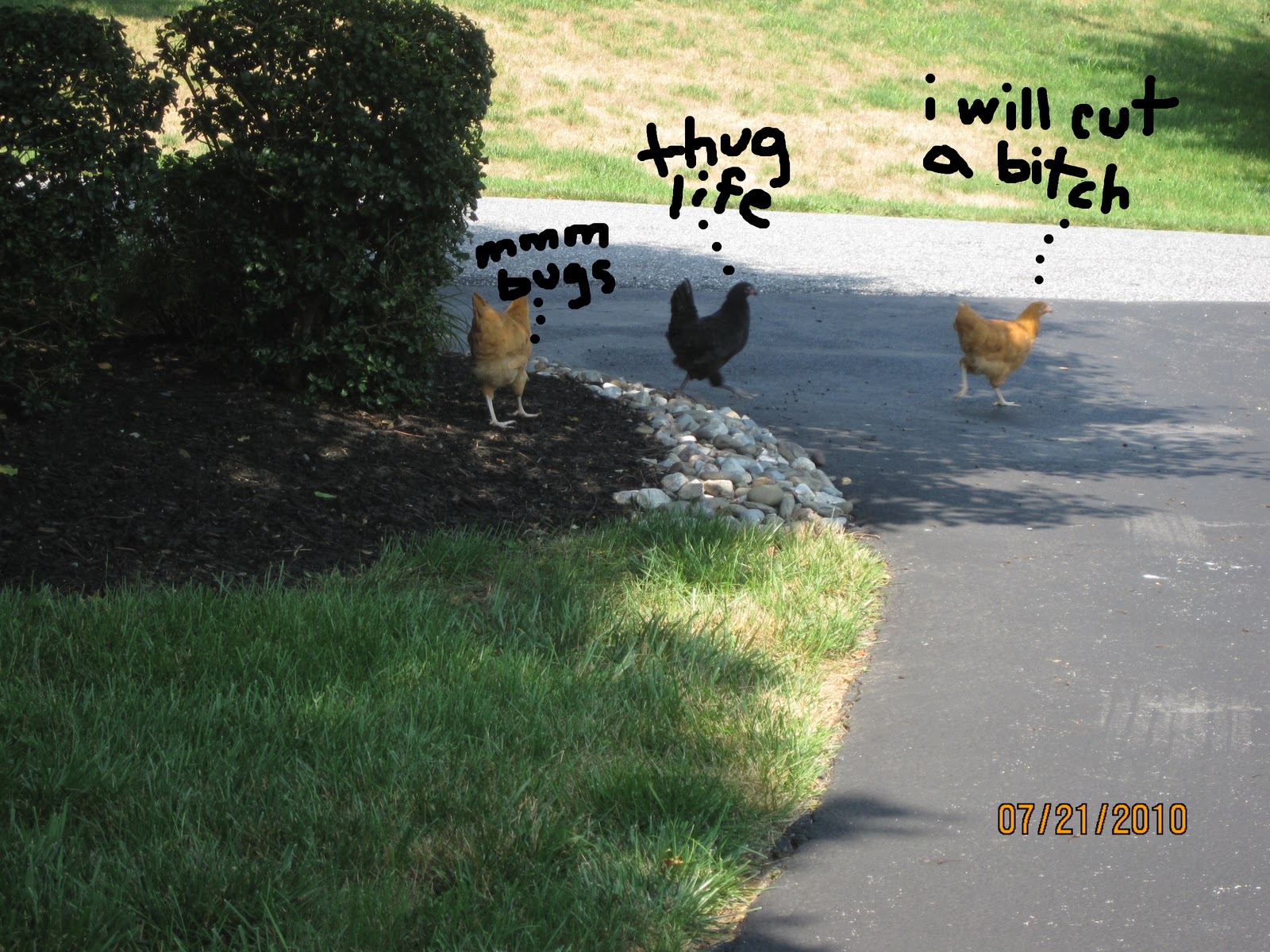 chicken+gang.jpg
