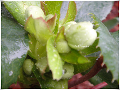 Buds in raindrops