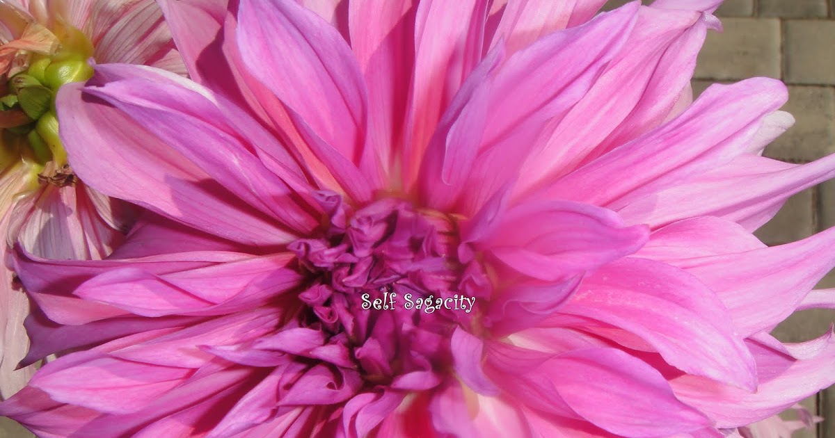 Dinner Plate Pink Dahlia Self Sagacity