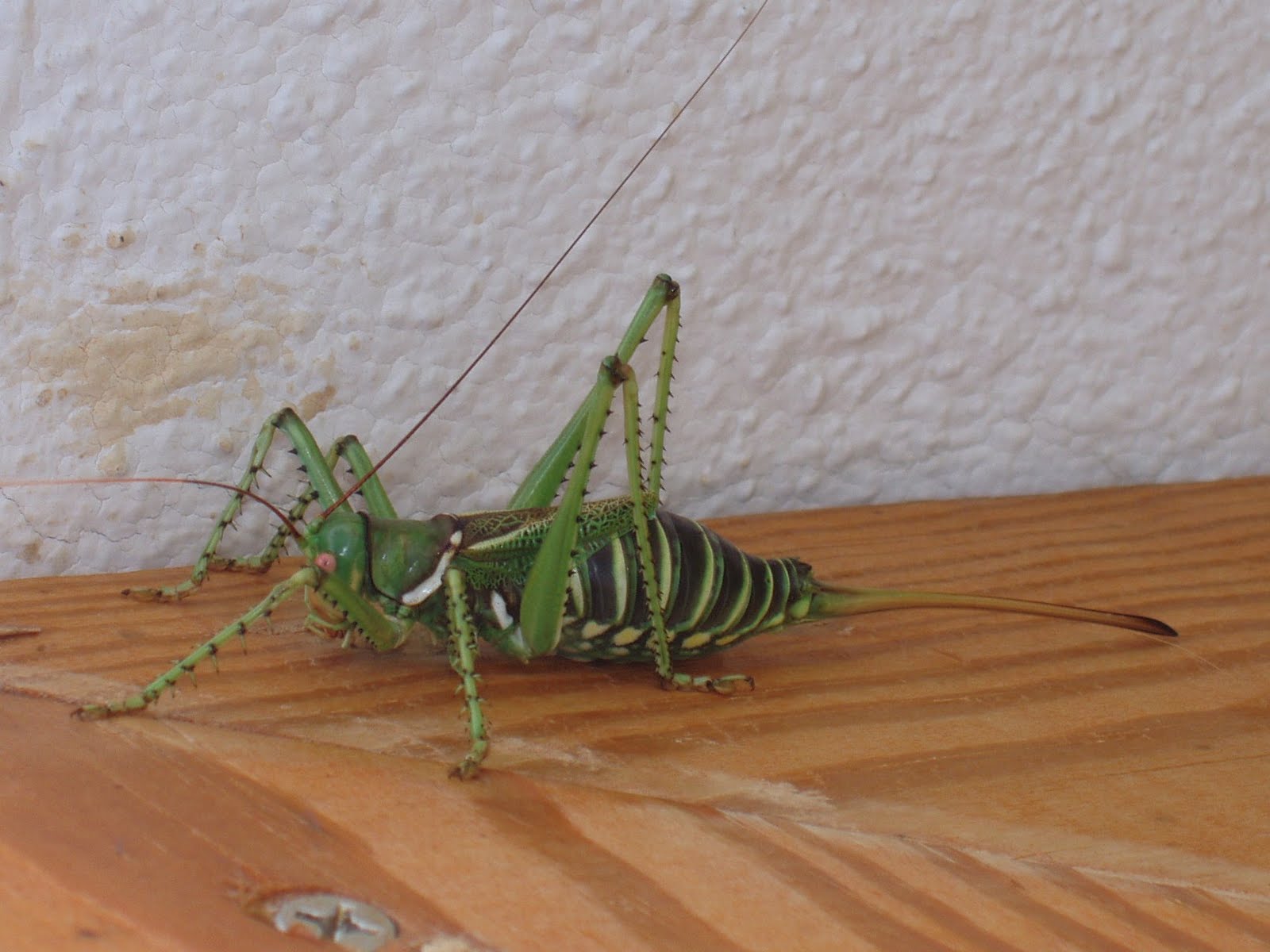 [mutant+grasshopper.JPG]
