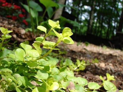 creeping jenny