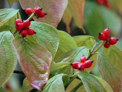 autumn has begun - dogwood berries