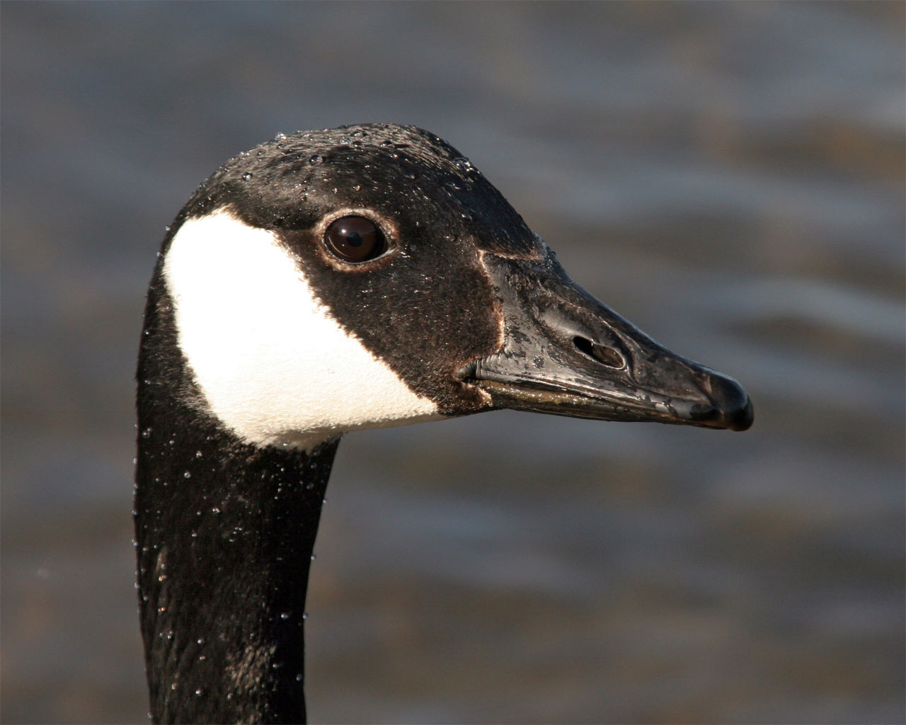 Bend OR Bust Geese gassed in Bend
