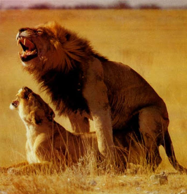 lav i lavica