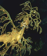 10 - Leafy Seadragon