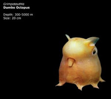 2 – Dumbo Octopus