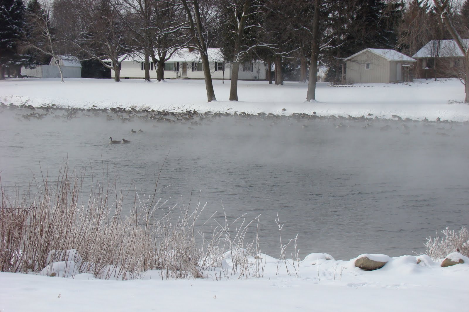 Weedpicker's Journal Castalia's Cold Creek