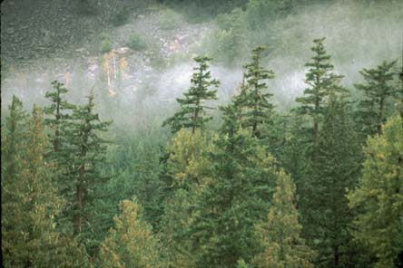 Coniferous forest