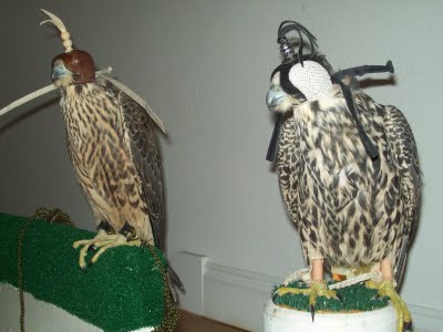 [Two+nc+falcons.JPG]
