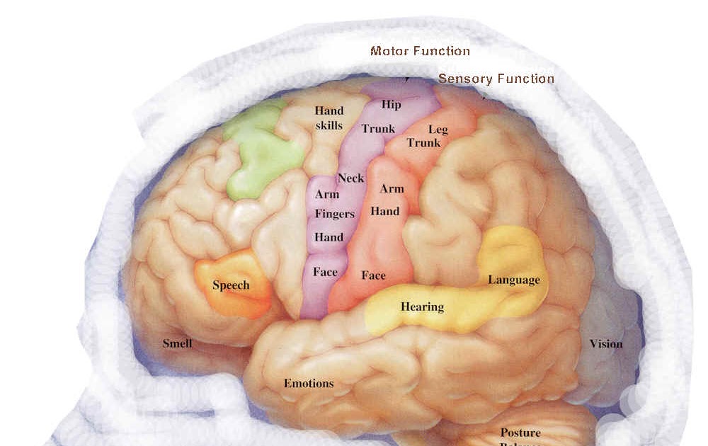Human Eye Diagram To Label Human skeleton bbc bitesize