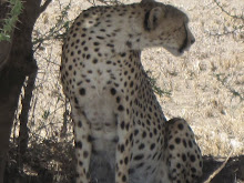 Cheetah - 5 yds from us