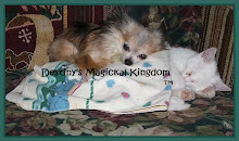 My Long Haired Chihuahua With Pixie When She Was a Kitten!