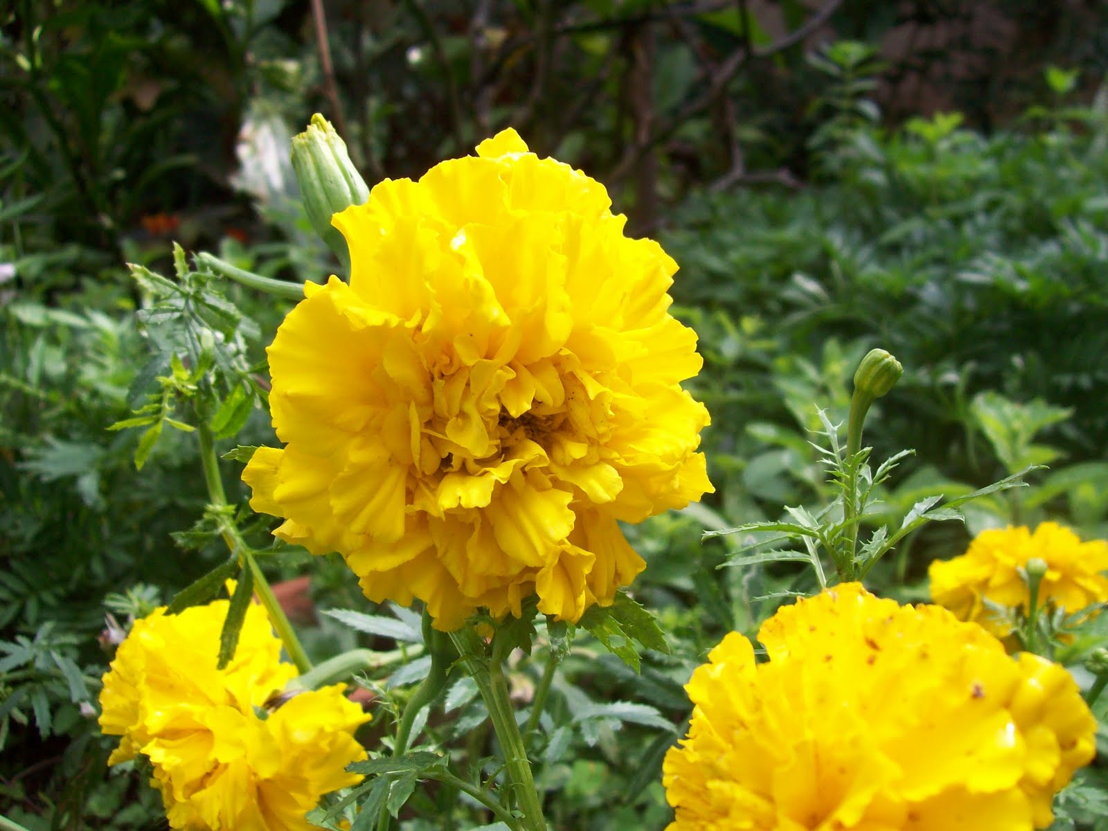 gardentropics Marigold, the Versatile Flower