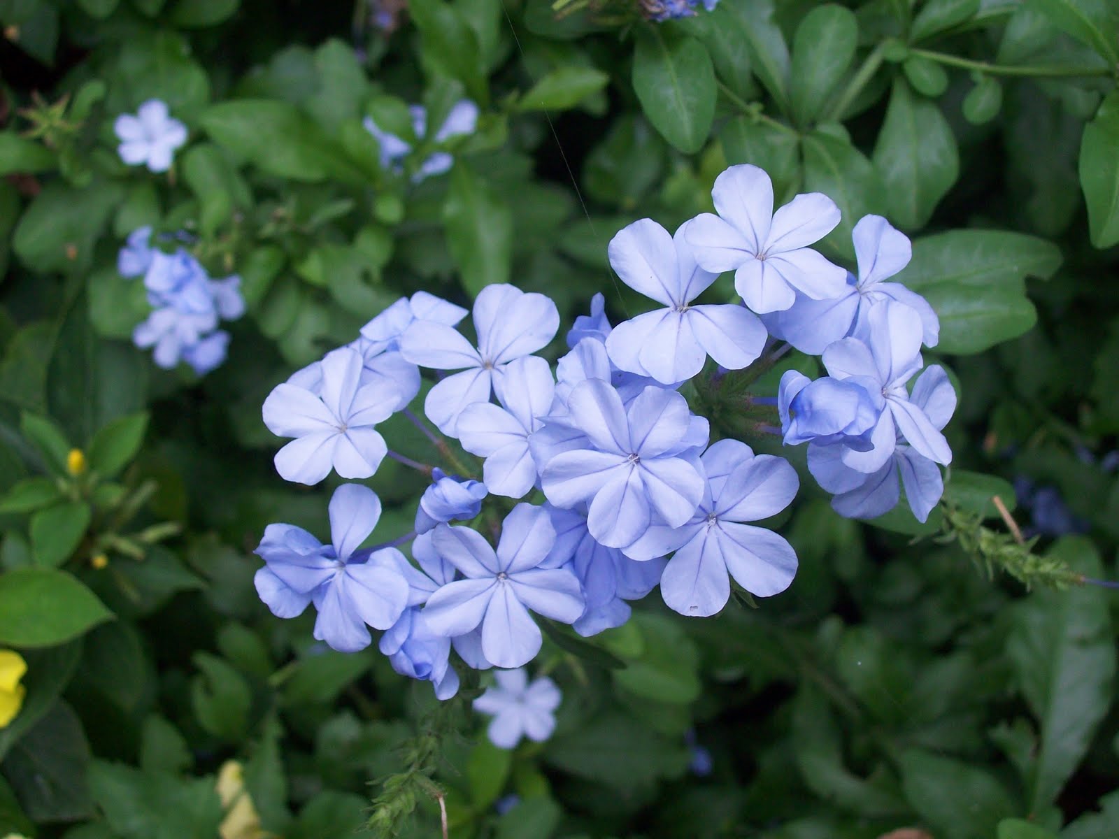 Gardentropics November 2010 My Faithful Plumbago Is Bringing Out Its Sky Blue Flowers This A Very Easy Plant To Grow When It Has Finished Blooming I Cut Down Short
