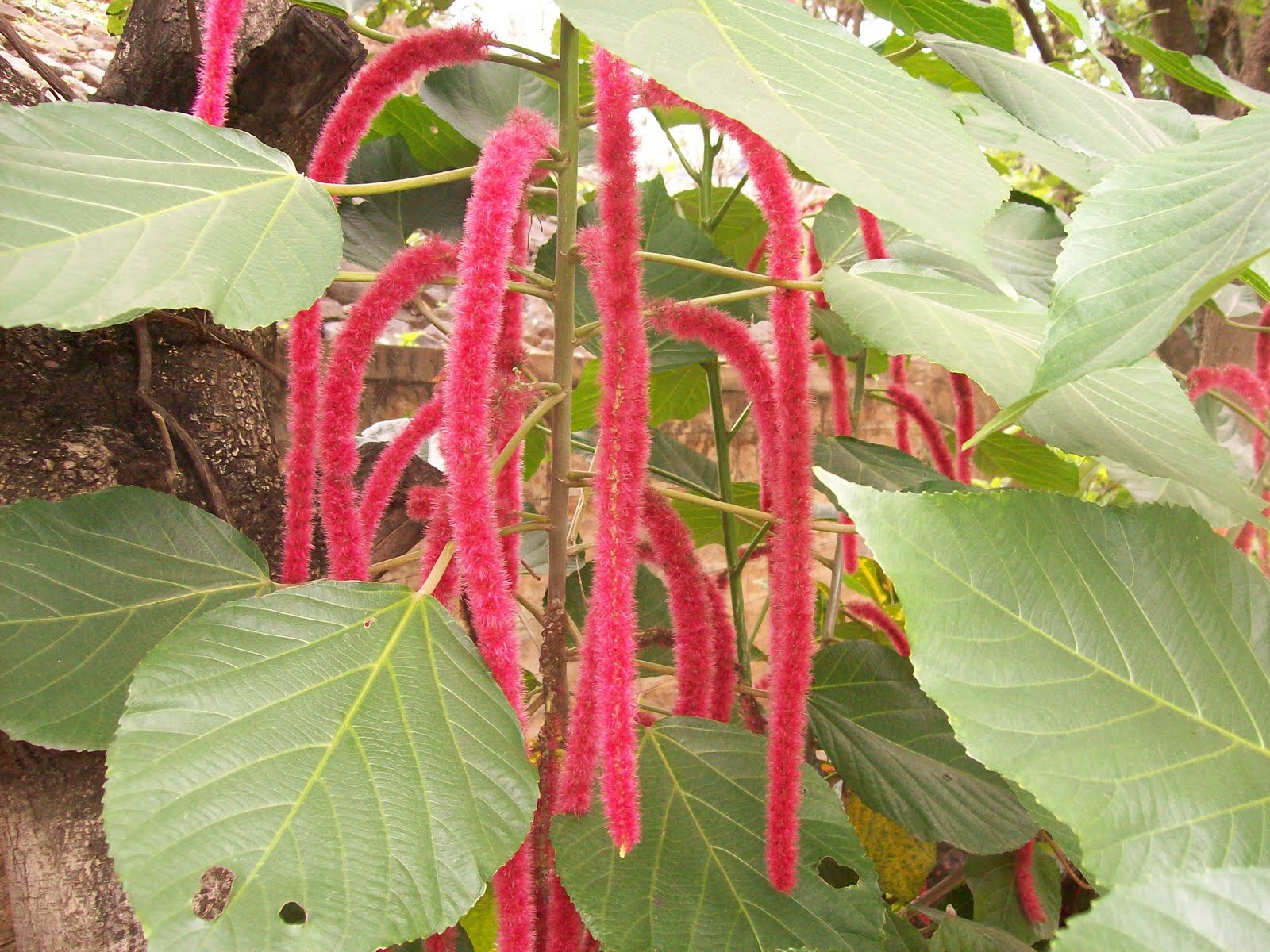Indian flowers and herbs The Chenille Plant