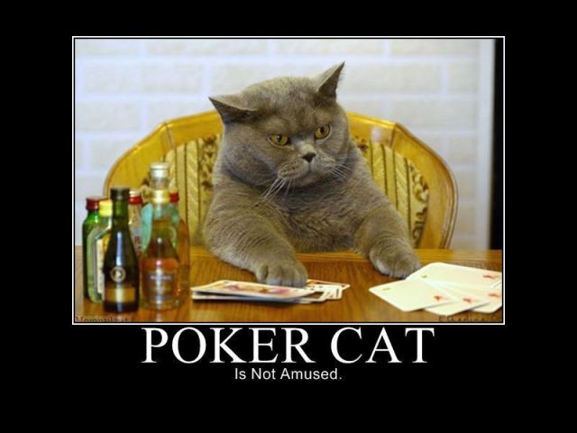 Poker%2BCat%2B-%2BIs%2BNot%2BAmused.jpg