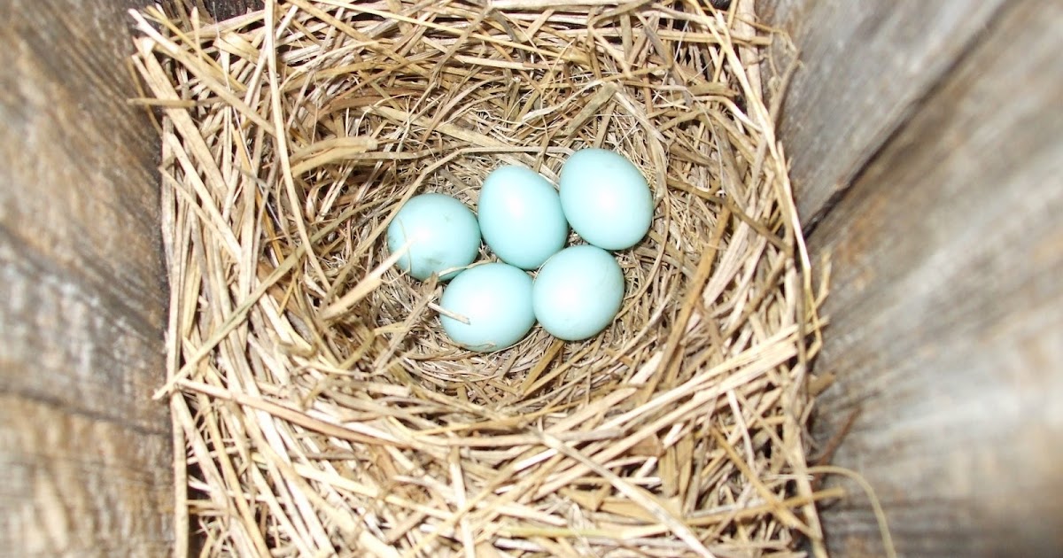 Belle Adorn A Blue Bird Nest With Beautiful Blue Eggs!