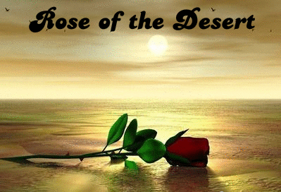 Rose of the Desert