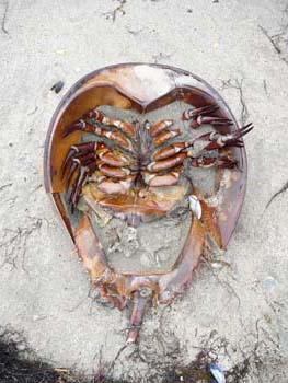 Horseshoe Crab