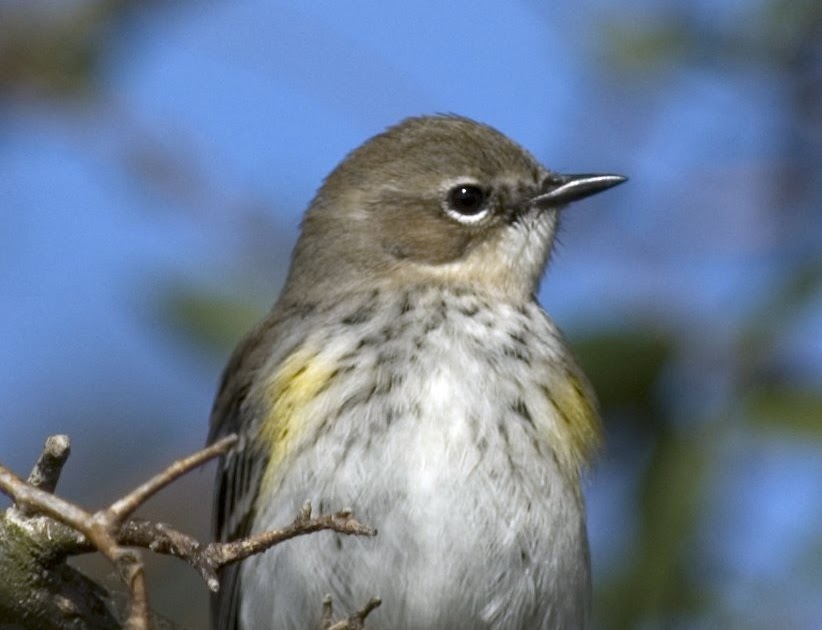 sw louisiana birds sw louisiana birds
