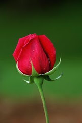 MI ROSA ROJA