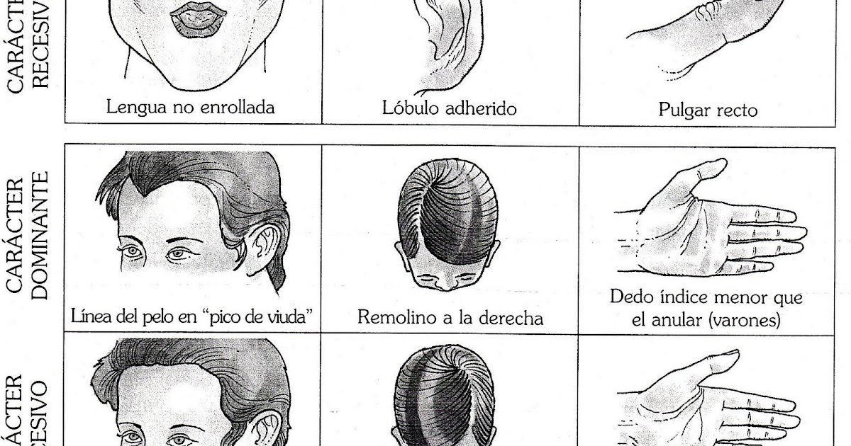 Departamento de Biología Práctica sobre Genética humana