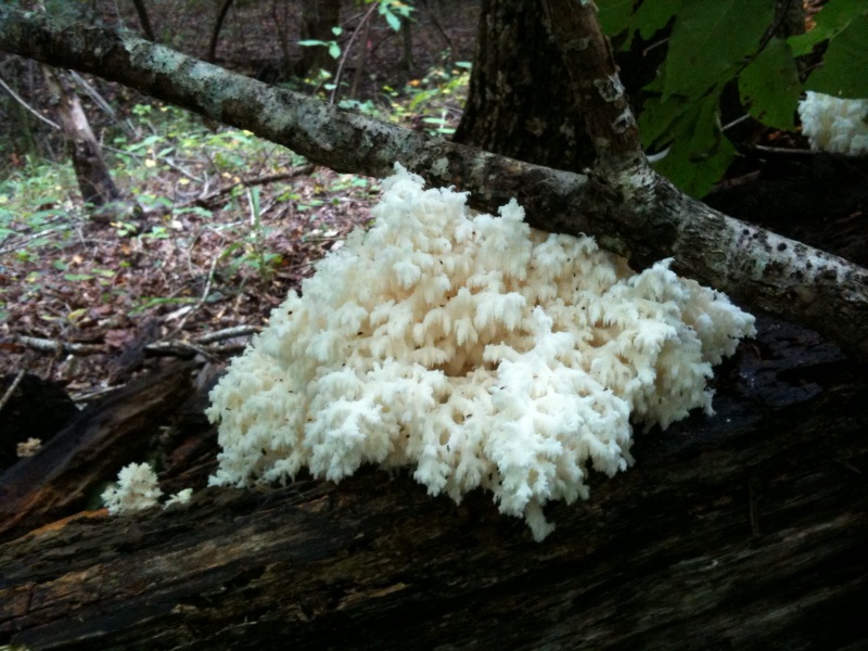 [hericium.jpg]