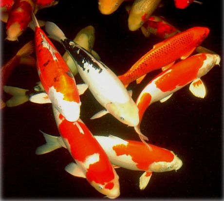 Koi fish in the pond