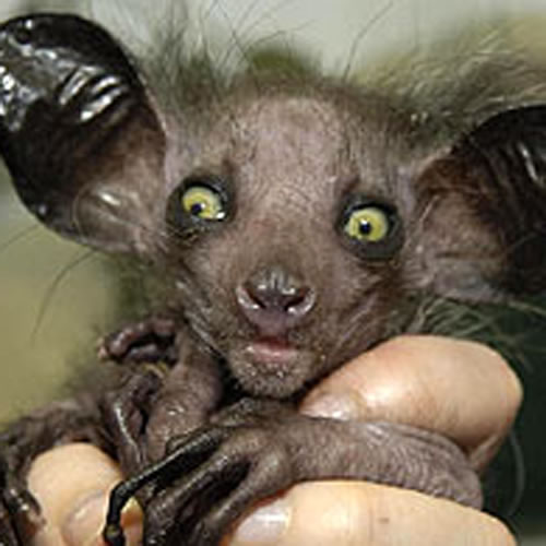 FaBuLoUshe top ten Ugliest Creatures!!!!