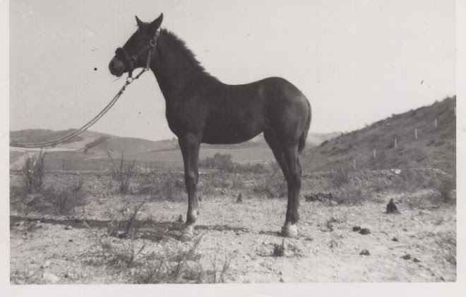 Legend as a Yearling