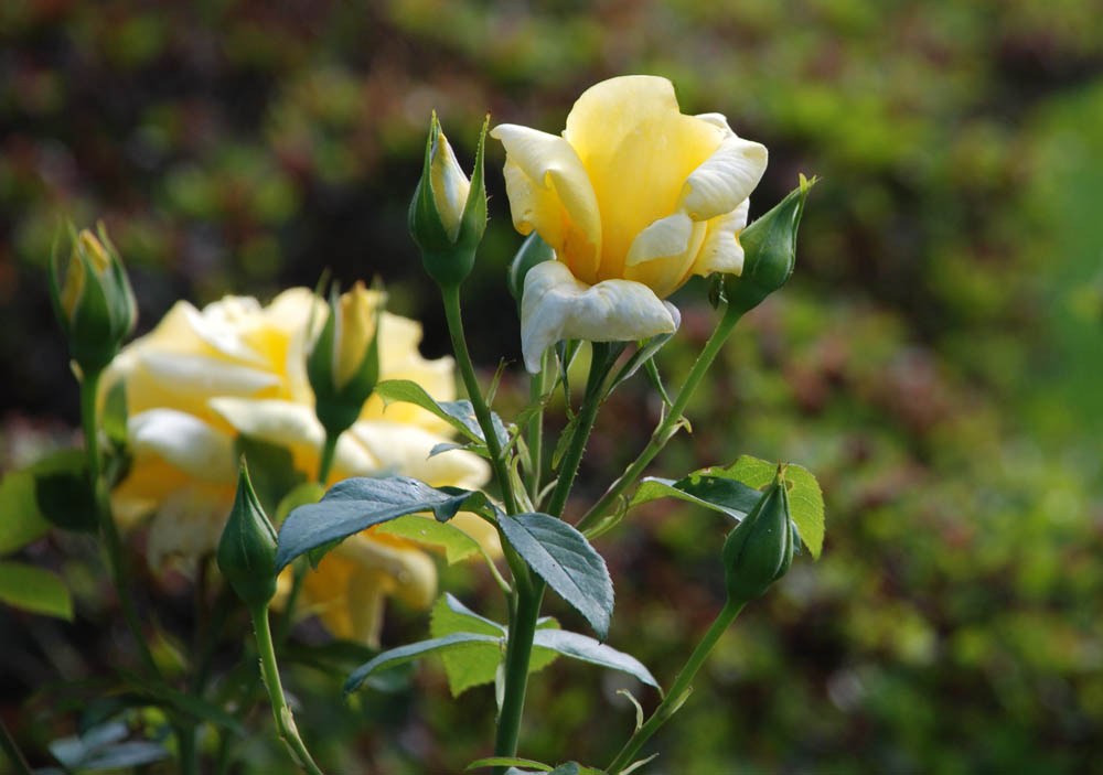 [17+rosas.jpg]