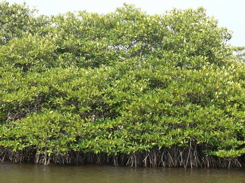 Peranan dan Fungsi Hutan Bakau (Mangrove) ~ Kita Dan Bumi