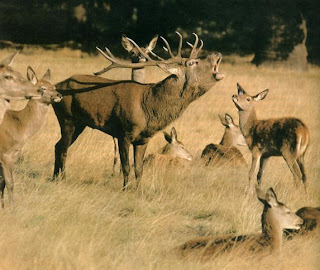 Mis aficiones favoritas Los ciervos y las ciervas