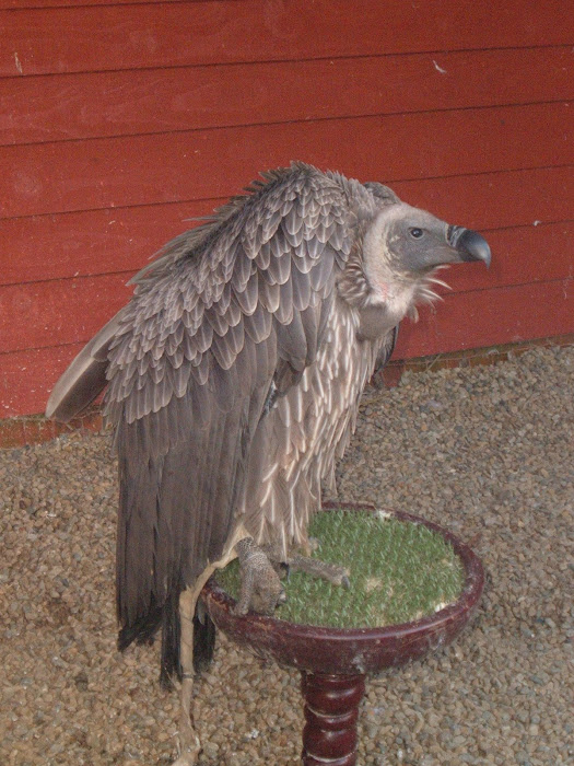 Grumpy Vulture