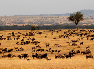 Serengeti National Park Tanzania