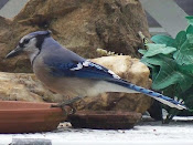 Blue Jay