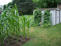 Garden 2010