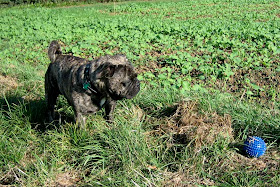 Die Roten Schuhe Mrs Mop S Mops