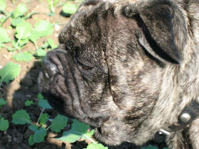 Die Roten Schuhe Mrs Mop S Mops