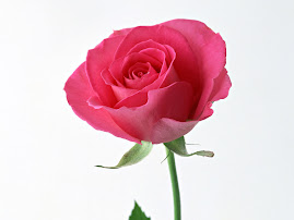 pink rose