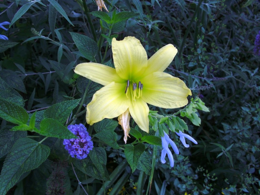 Muscari Musings Hyperion daylily...