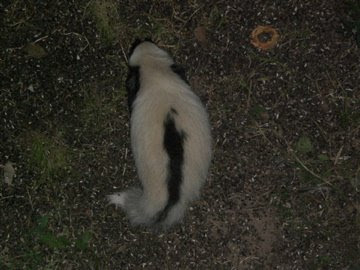 Reverse Skunk