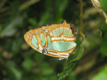 mariposa 2